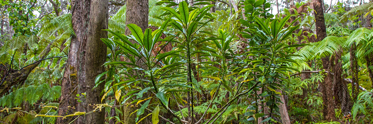 Pele lobeliad thriving in native wet forest habitat in the Hawaii Volcanoes National Park NPS Photo/Janice Wei