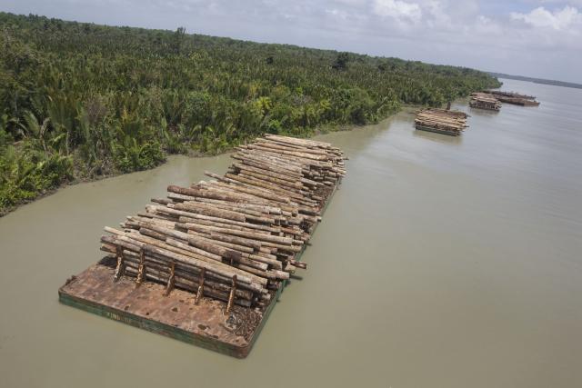 Turama Forest, Papua New Guinea - Greenpeace, 2008