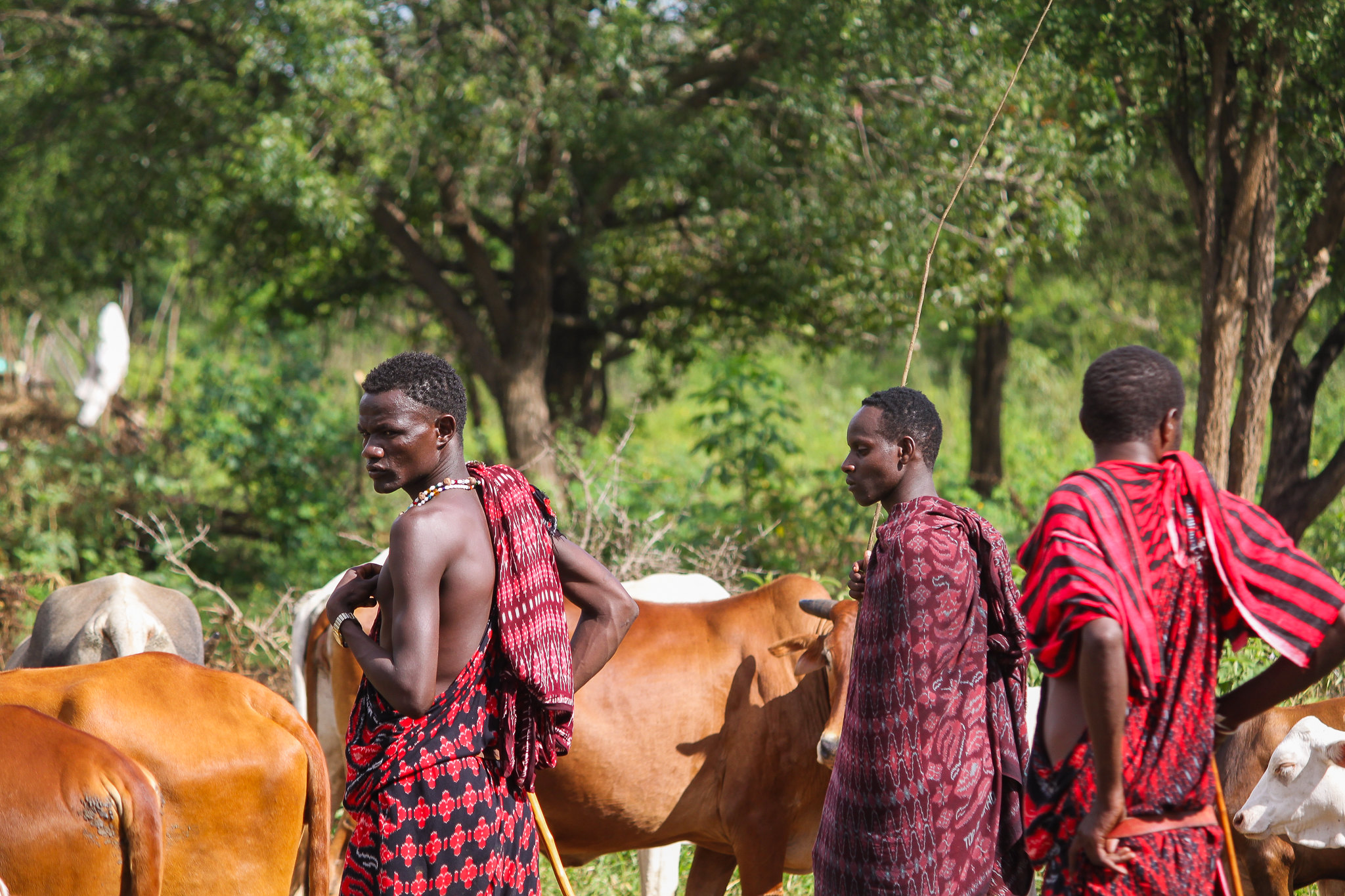 Young Maasai men herding cows in Morogoro, Tanzania.