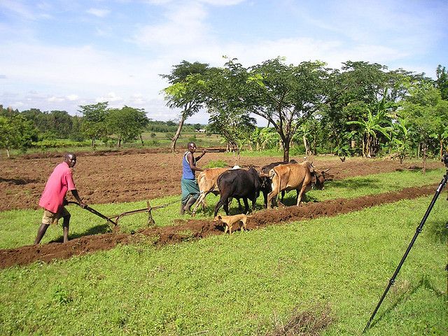 In Africa and other places around the world, governments legally own or “hold in trust for the people” all land in the country. Photo by vredesellanden/Flickr