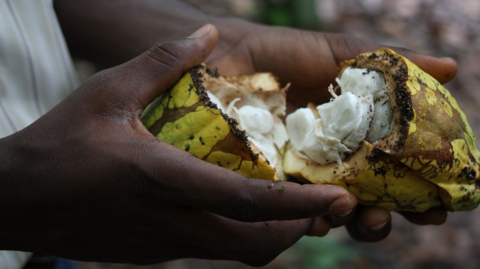 Raw cocoa fruit (Photo: Guy Mullins, via Flickr, CC BY-NC 2.0)