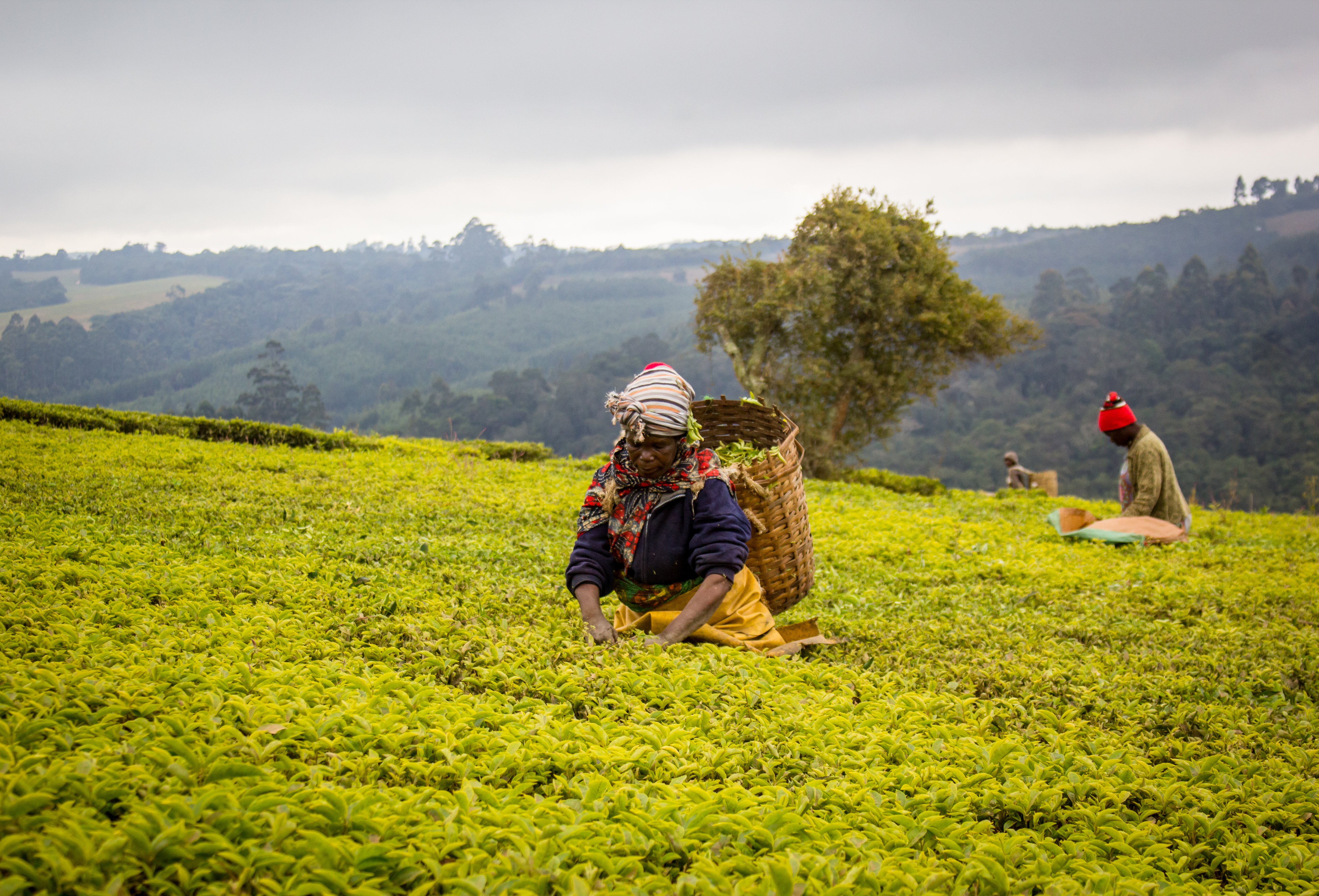 Tea plantation