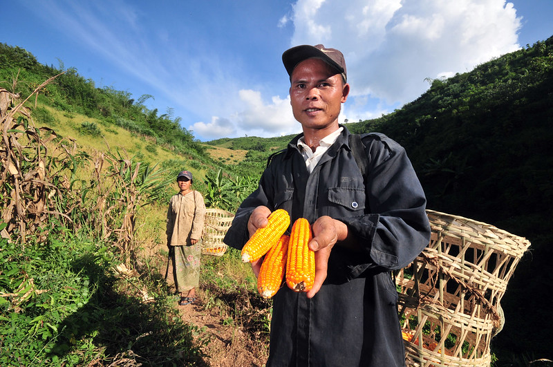 A farmer shows off maize cobs harvested at his farm near Luang Prabang, Laos, photograph by 2009CIATNeilPalmer(CC BY-SA 2.0)