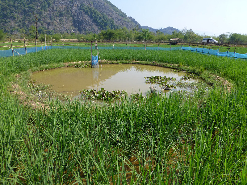 A rice and fish farm in Laos. Photo by Jharendu Pant (CC BY-NC 2.0)