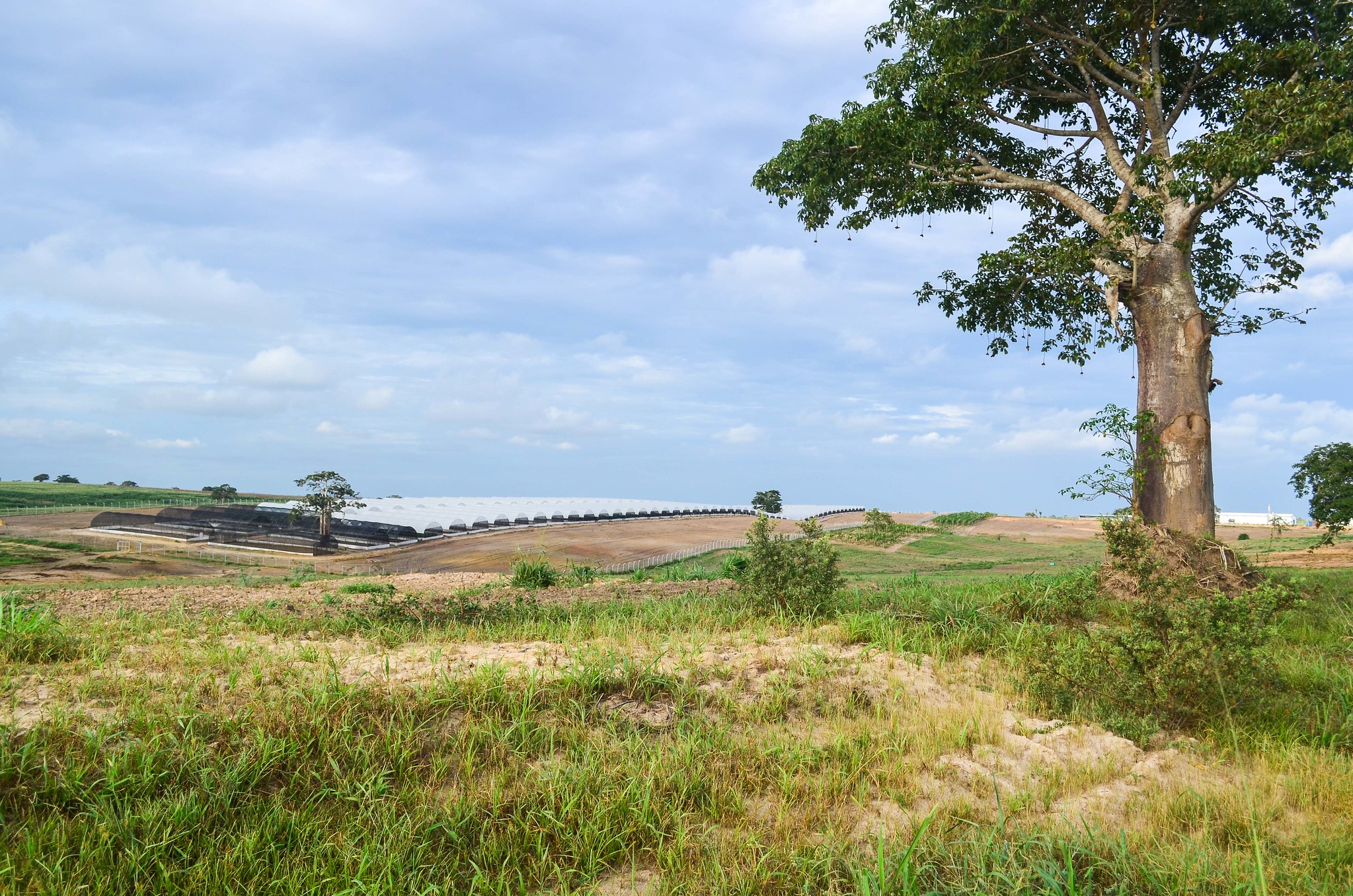 Uma propriedade agrícola comercial. Foto de JBDodane via Flickr (CC-BY-NC-ND 2.0 license)