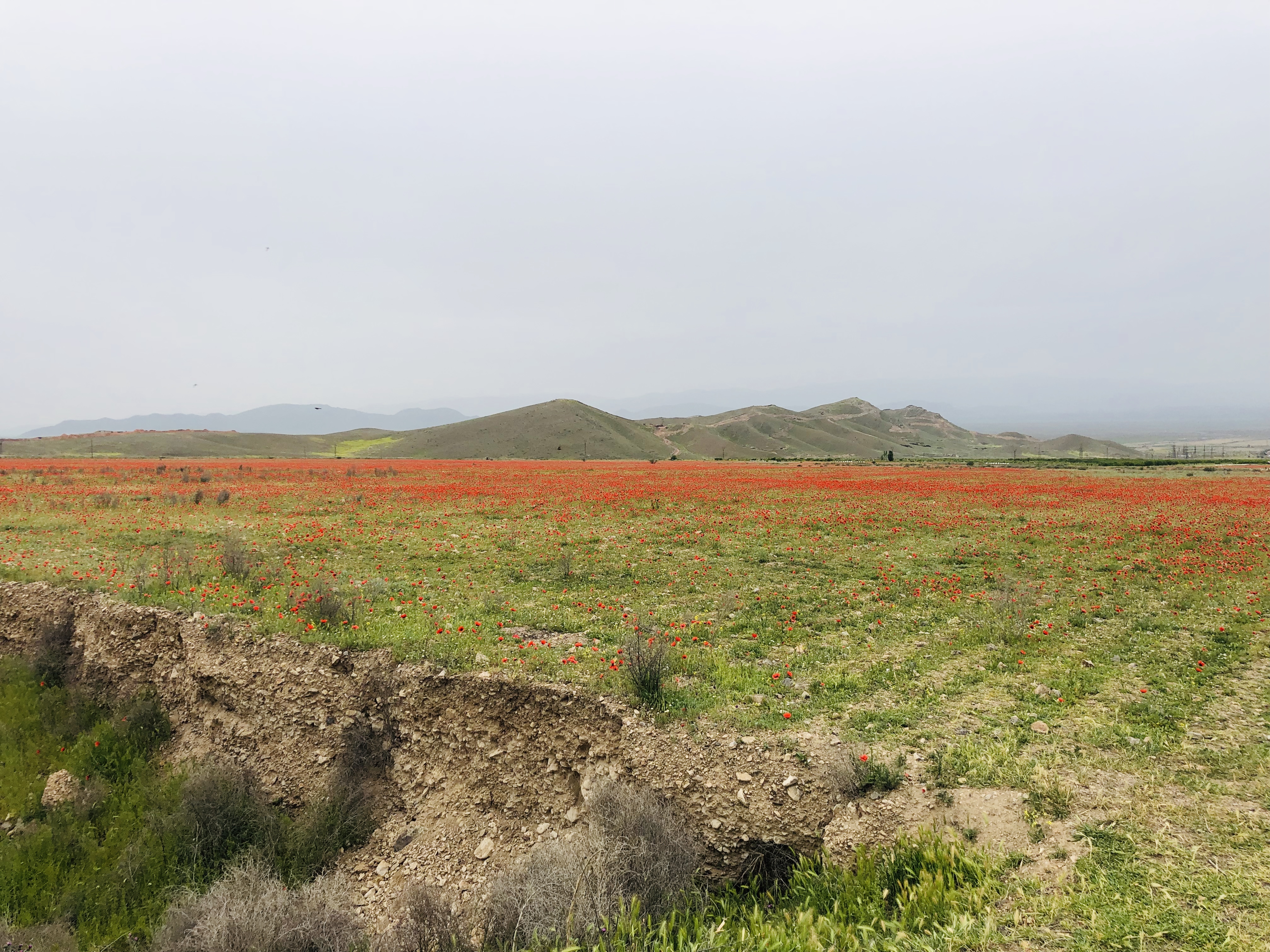 Tulip Fields in Armenia, photo by Narek Avetisyan, Creative Commons Attribution-Share Alike 3.0 Unported license.