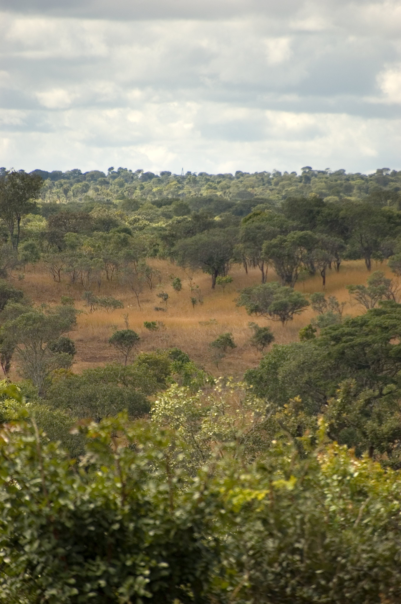 Miombo woodlands. Photo by CIFOR (CC-BY-NC-ND)