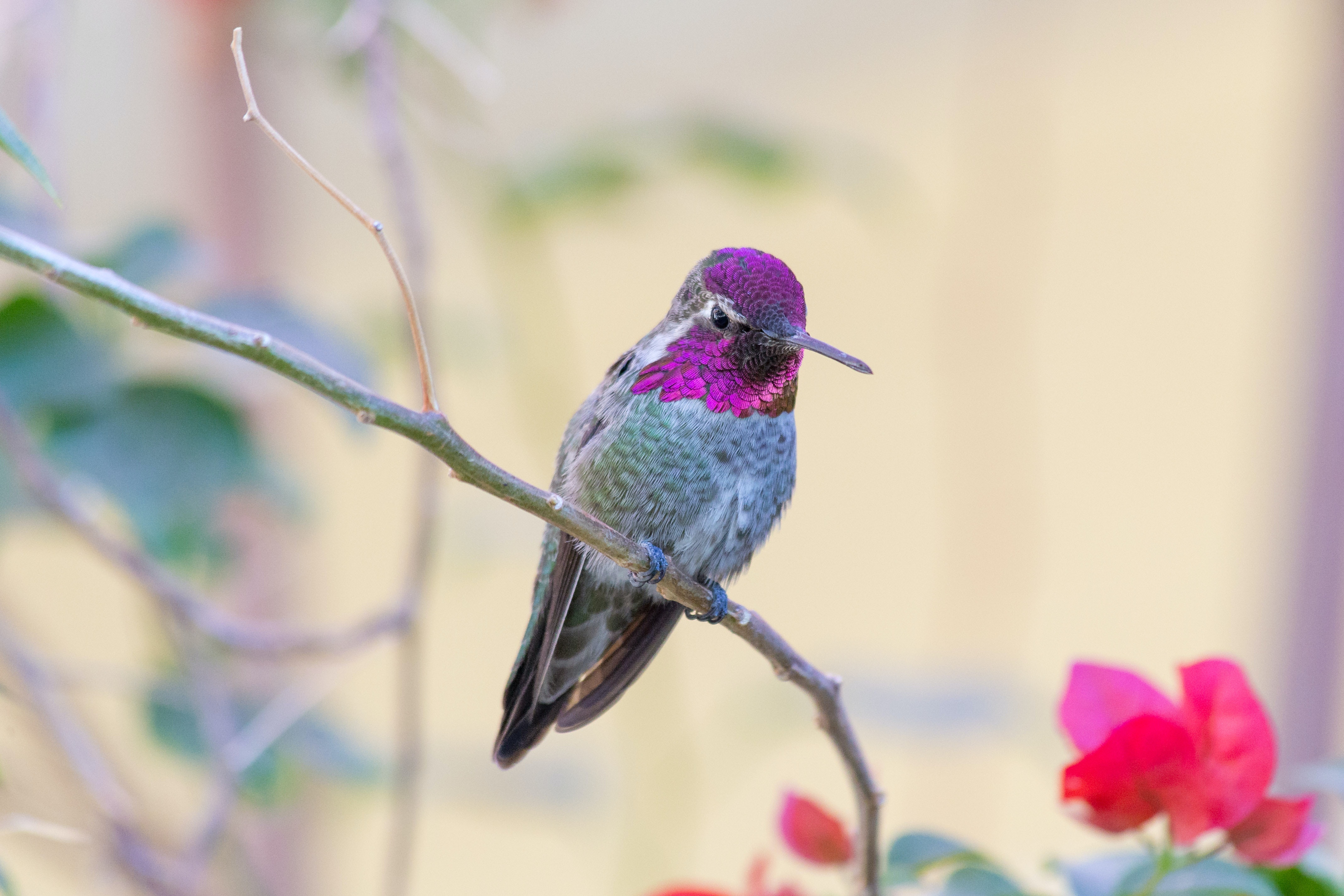 Colibri_Costa Rica_Joseph Vogel.jpg