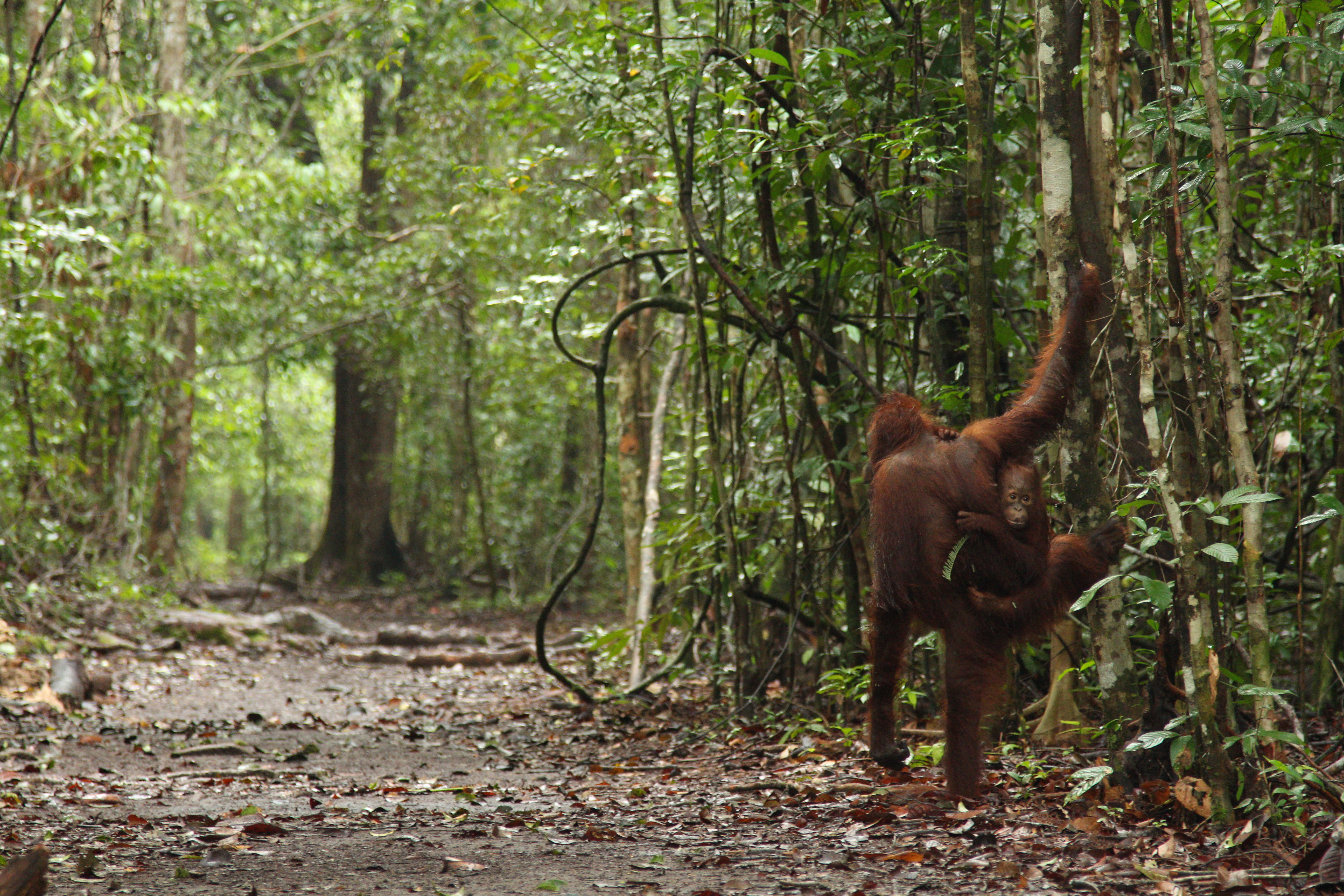 Orangutans at Camp Leakey, Central Kalimantan, Indonesia, Photo by James Anderson, World Resources Institute.