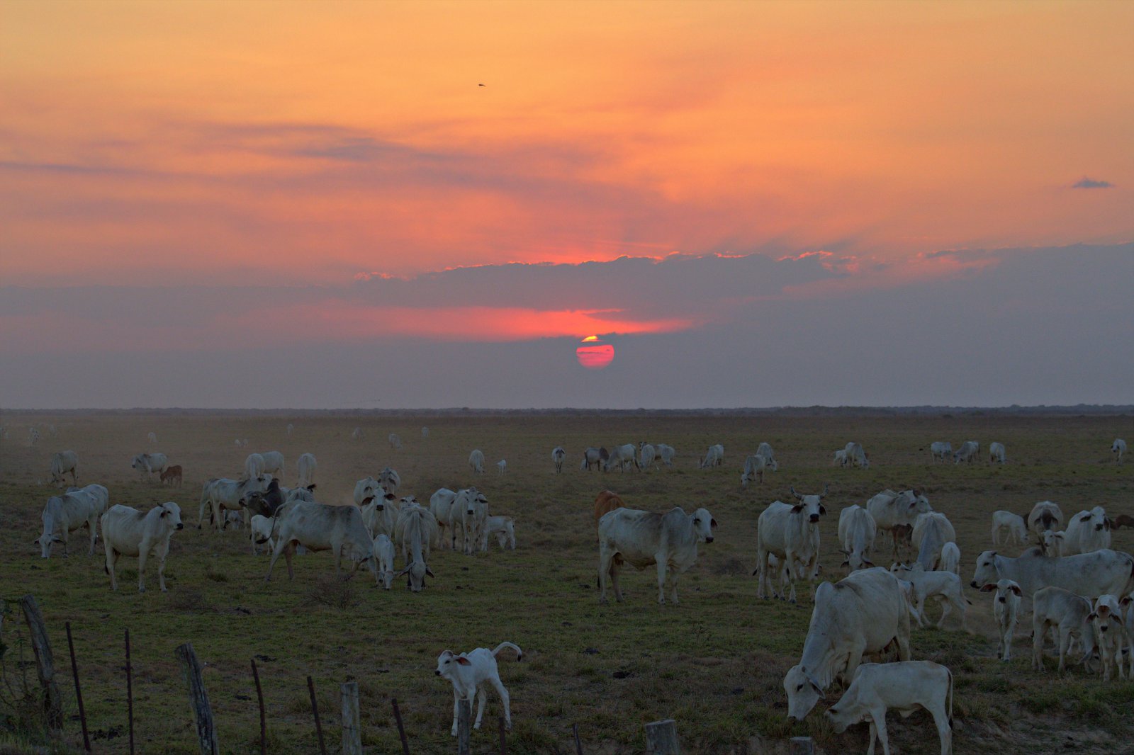 The Venezuelan plains