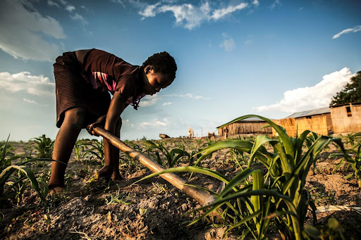 Weeding maize, Mongu Western Zambia Photo by Felix Clay (CC-BY-NC-ND 2.0)