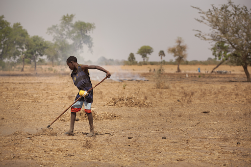 Boy preparing land in Senegal, photo by IFPRI/Milo Mitchell (CC BY-NC-ND 2.0)