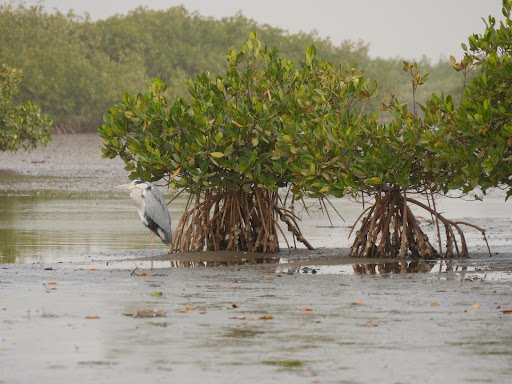 Mangrove in the Saloum delta, photography by tjabeljan (CC BY 2.0)