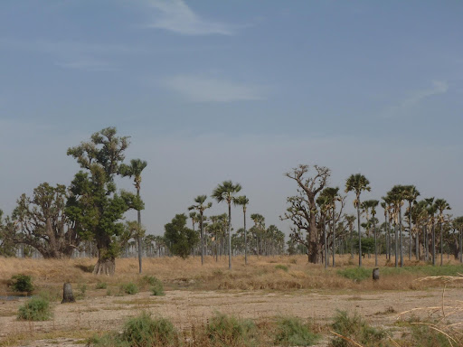 Baobab and palm forest in Senegal, photography by ManuB (CC BY-NC-ND 2.0)