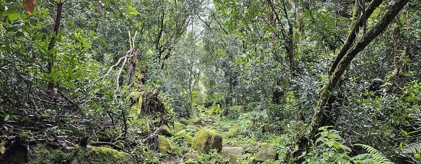 Forest in Seychelles, photo by Karin Guzy, 2022