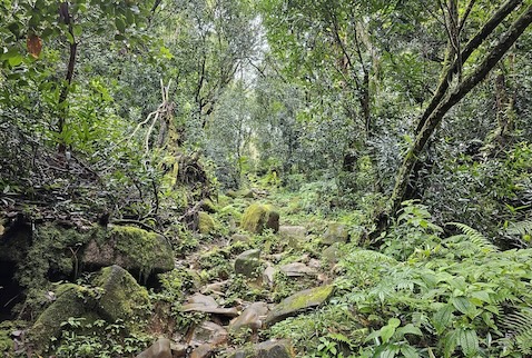 Tenencia de Bosques