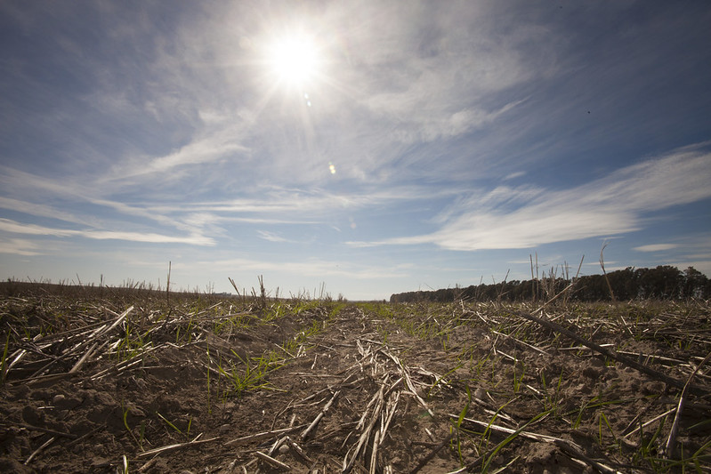 Land with cover crop