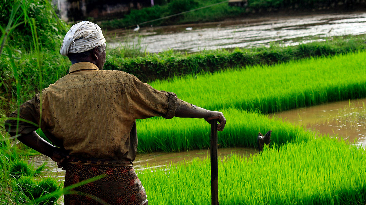 India_land_ricefield