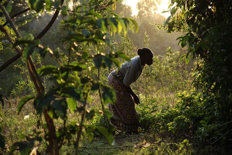 Foto: Bioversity Internationa/Flickr