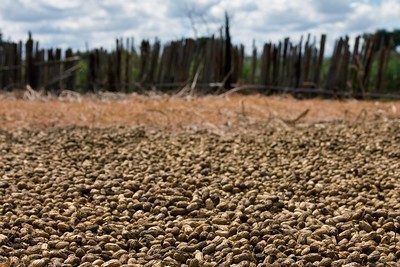 Groundnut. Swathi Sridharan (ICRISAT)