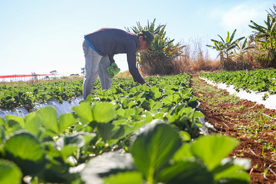 Agricultor