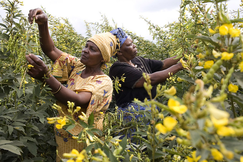 Foto: ICRISAT/Flickr