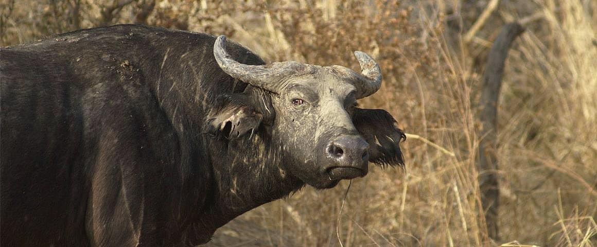   Buffle des savanes du Nord de l'Afrique - Niger © D.Cornélis, Cirad.