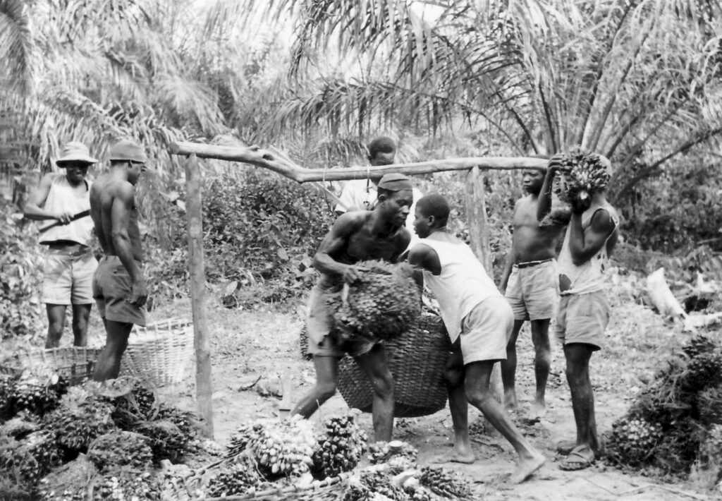 Workers on the HCB oil palm plantations © H. Nicolaï, 1955. Courtesy: The Oakland Institute. 