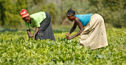 Fonte: Vida Rural