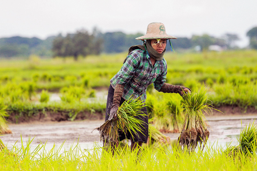 agriculture.jpg