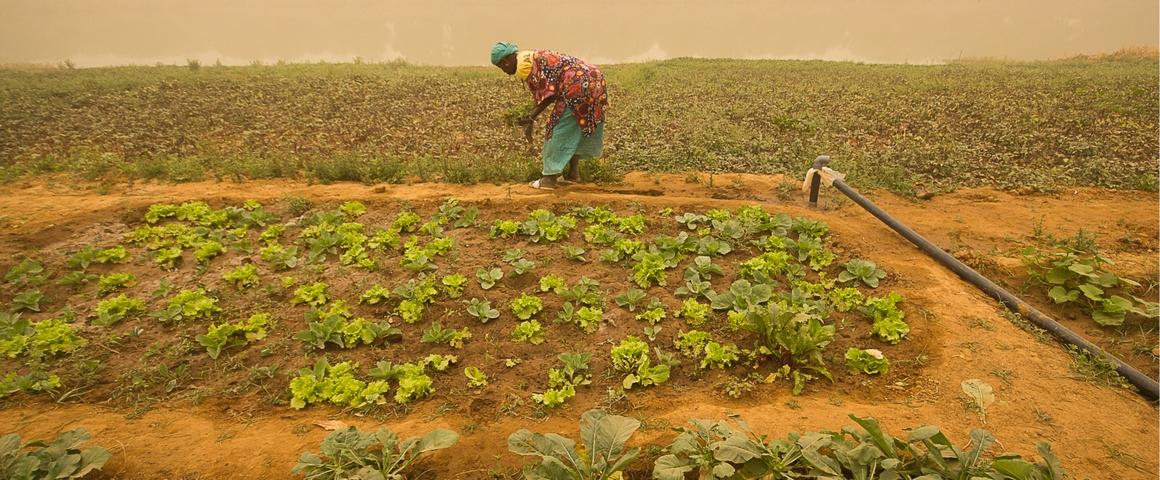 irrigation avec tuyau enterré à Guédé, Sénégal c R. Belmin, Cirad- site web.jpg