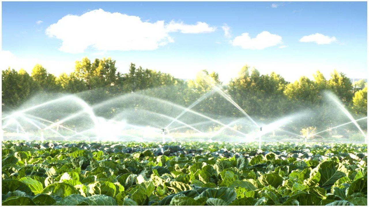 irrigation