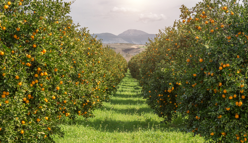 Fonte: Citrusbr