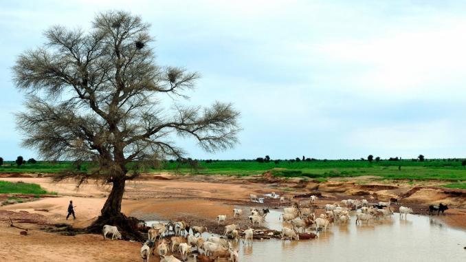 mauritanie-terre.jpg