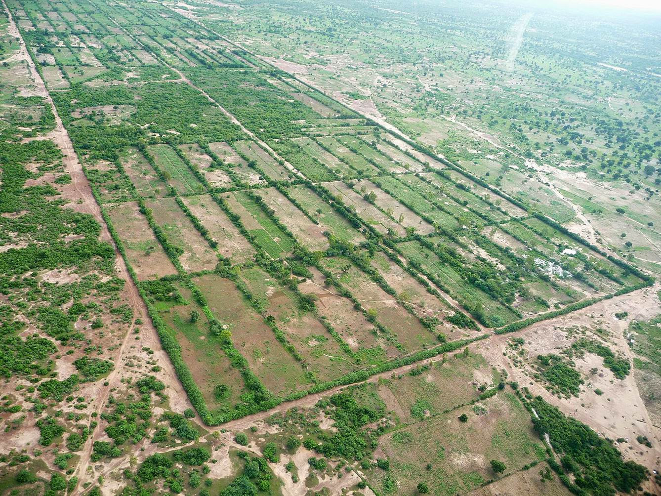 Photo : le bocage sahélien vu du ciel.