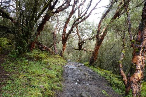 ¿Cómo afectarán a los bosques los cambios a la Ley Forestal y de Fauna Silvestre?