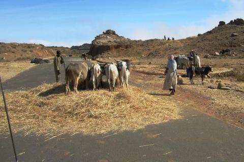 Threshing wheat