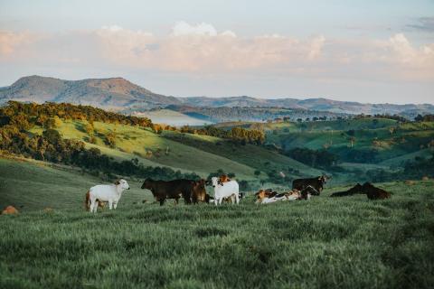 Pastoral Land Rights