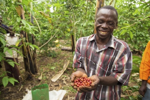 Coffee in Uganda