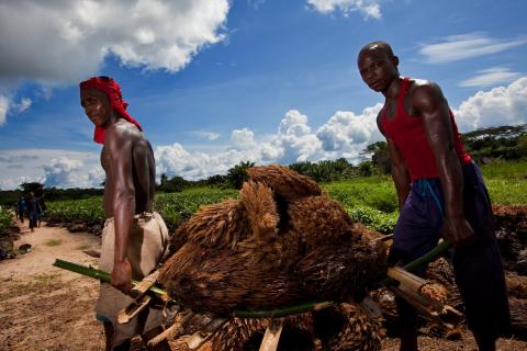 DRC_Lokutu-oil-palm-plantation_Feronia LOW.jpg