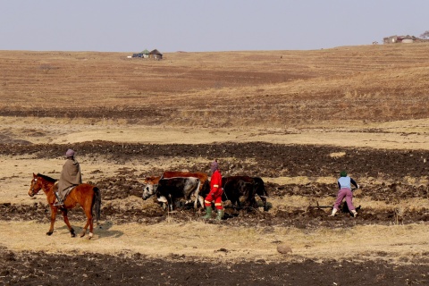 Men ploughing_Photosource Pixabay CC0