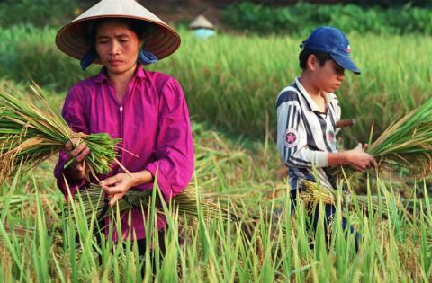 Harvesting rice-fields in a White Tha