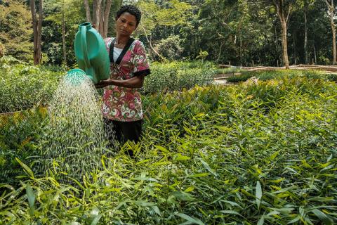 Plant nursery in Yangambi, DRC. Photo by Axel Fassio/CIFOR