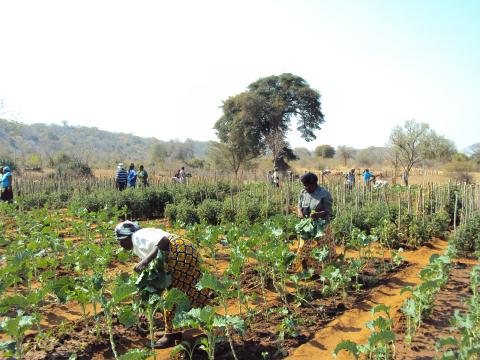 Food Garden, photo by DFAT 2011