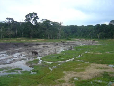 Elephants Congregate in Bais in Central African RepublicPhoto by David Weiner, INCEF