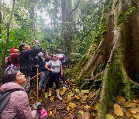 Las raíces de un árbol sagrado