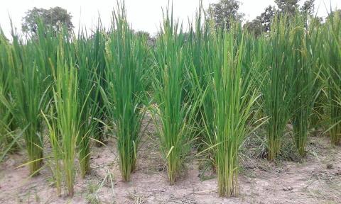 campagne-agricole-office-niger-champ-bassin-barrage-eau-fleuve-niger-mais-mil-riz.jpg