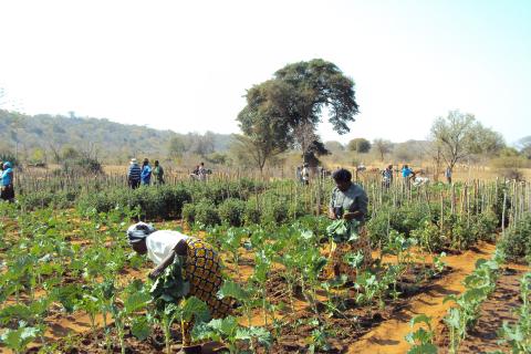 Food Garden, photo by DFAT 2011