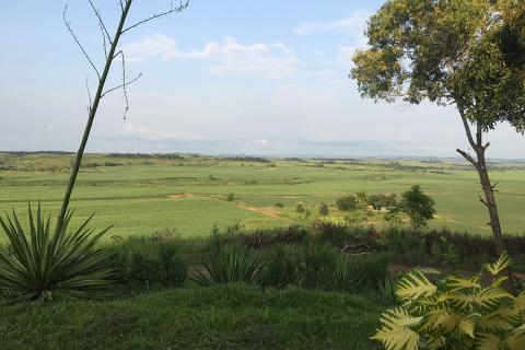 Sugar plantation fields in Kwilu Ngongo, Bas Congo, Democratic Republic of the Congo. Photo © Julia Doublait