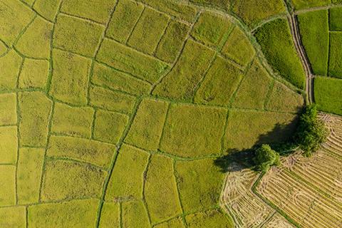 Eight Breakthroughs for Land Rights in 2020